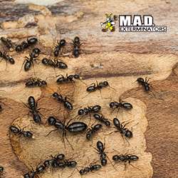 M.A.D. Exterminators Inc. | 78 S Trooper Rd, Norristown, PA 19403, USA | Phone: (610) 539-3180