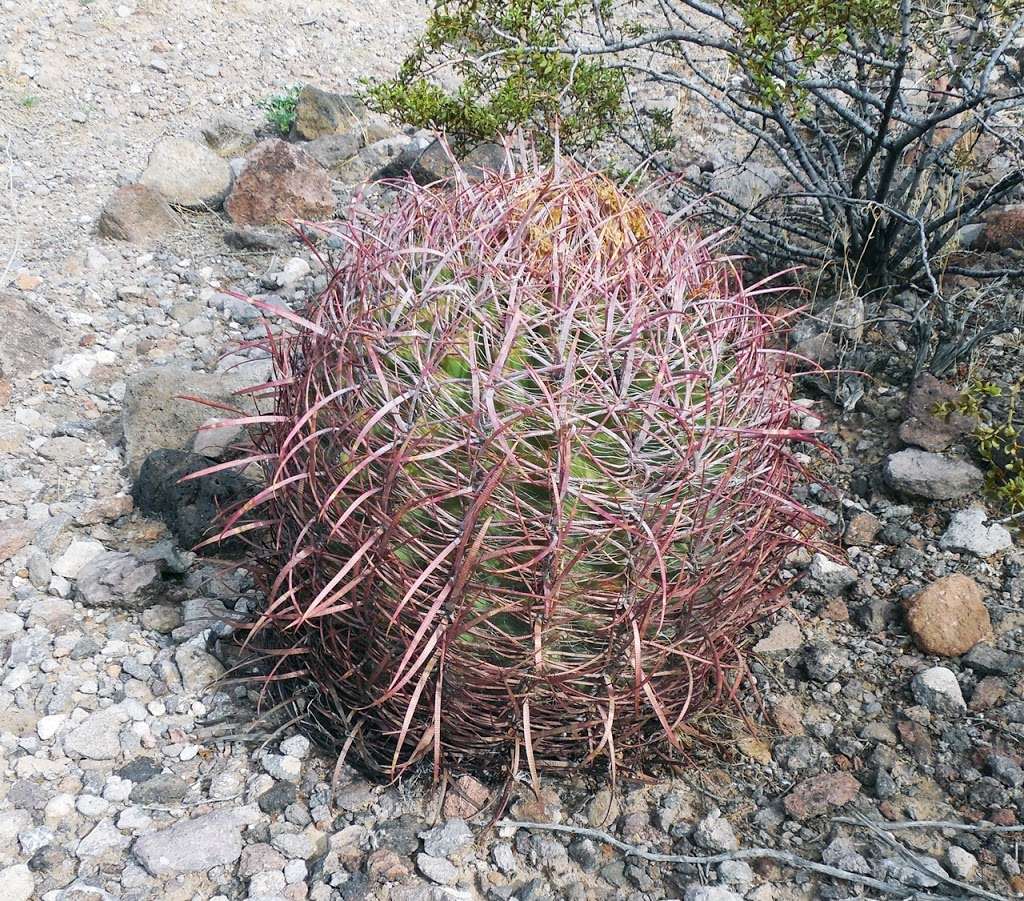 Mccullough Trail rest stop | Henderson, NV 89052, USA