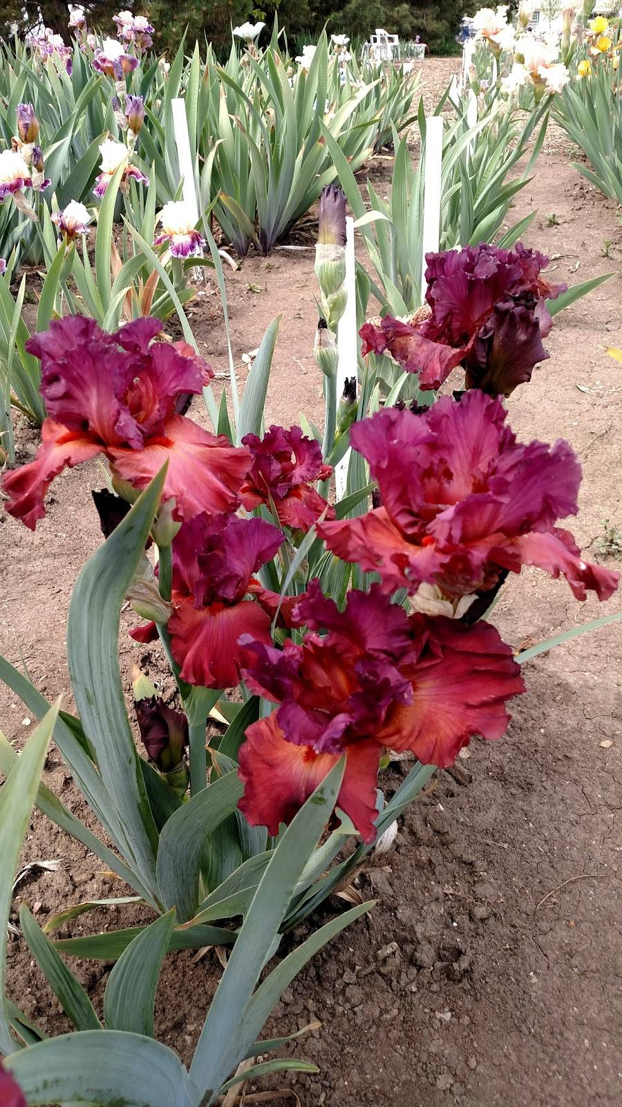 Iris 4U Iris Garden | 2700 W Amherst Ave, Denver, CO 80236, USA | Phone: (303) 789-4747