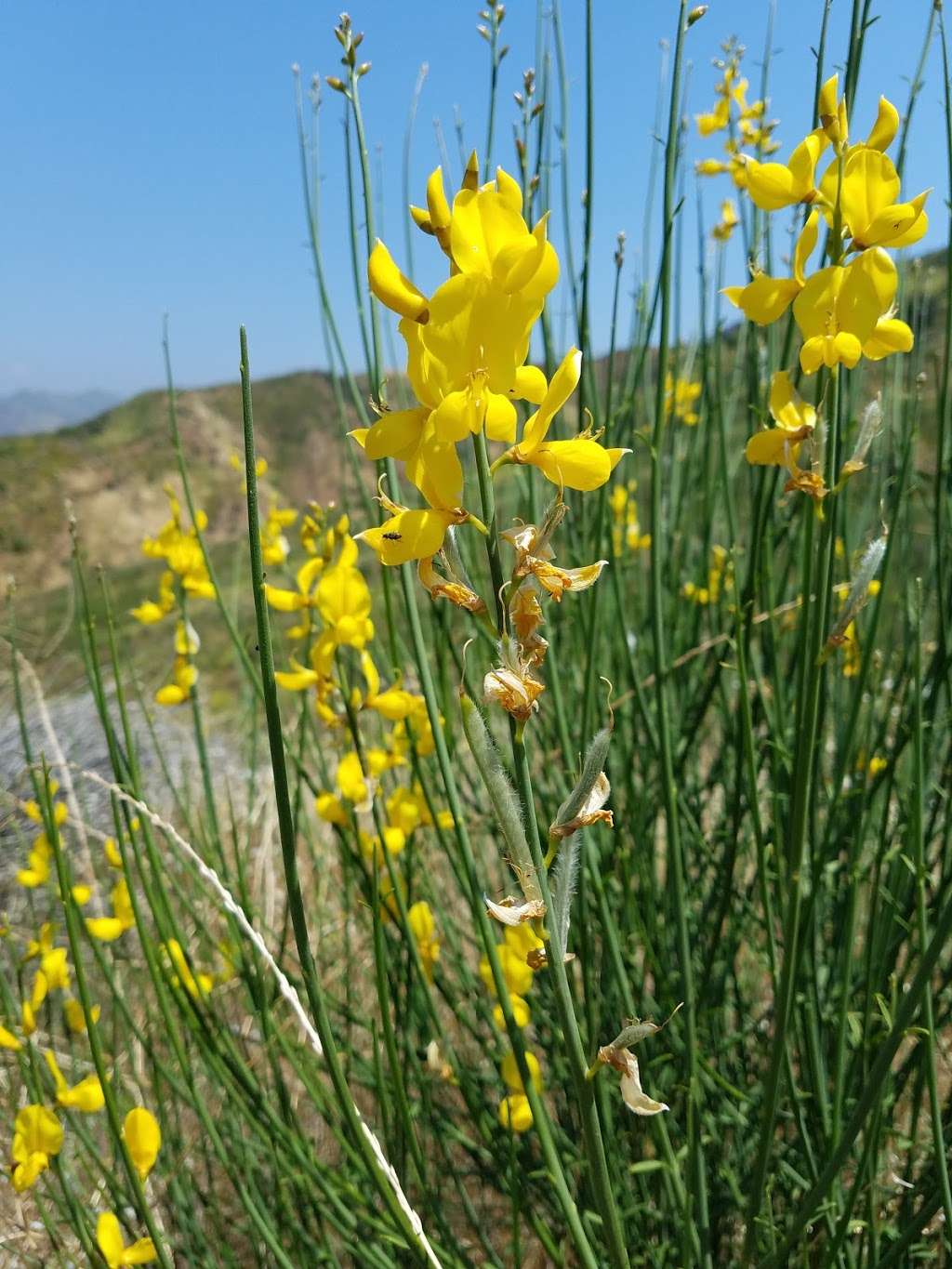 Walker Loop Trail | Newhall, CA 91321, USA