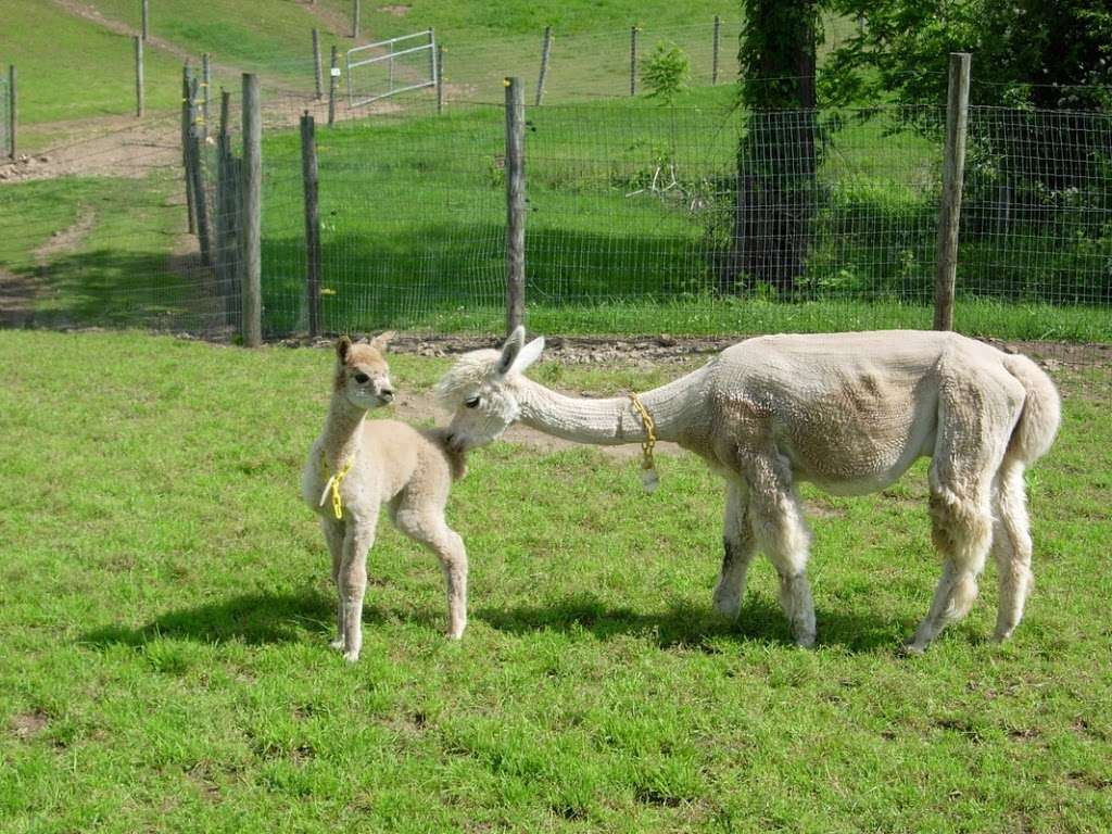 Positively Alpaca Farm, LLC | 436 Maple Grove Rd, Mohnton, PA 19540, USA | Phone: (484) 374-5241