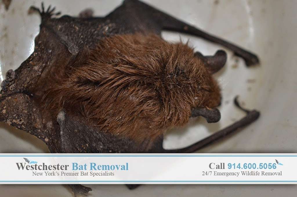 Westchester Bat Removal | 20 Meadow Rd, Montrose, NY 10548, USA | Phone: (914) 600-5056