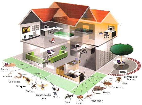 Southern Exterminating | 12803 Southspring Dr, Houston, TX 77047, USA | Phone: (832) 306-0343