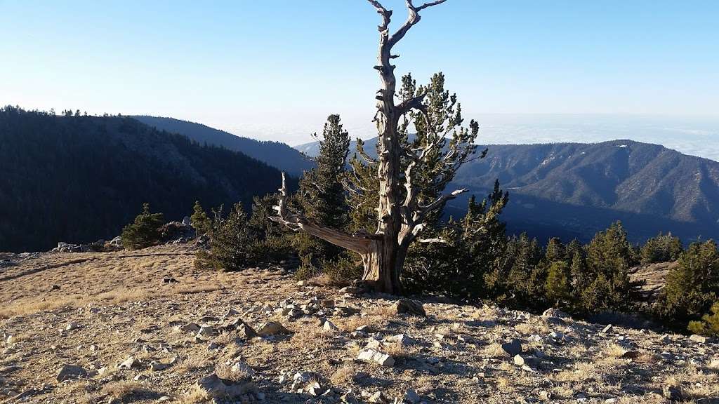 Mt. Pinos Hiking Trail | Forest Rte 9N24, Frazier Park, CA 93225, USA