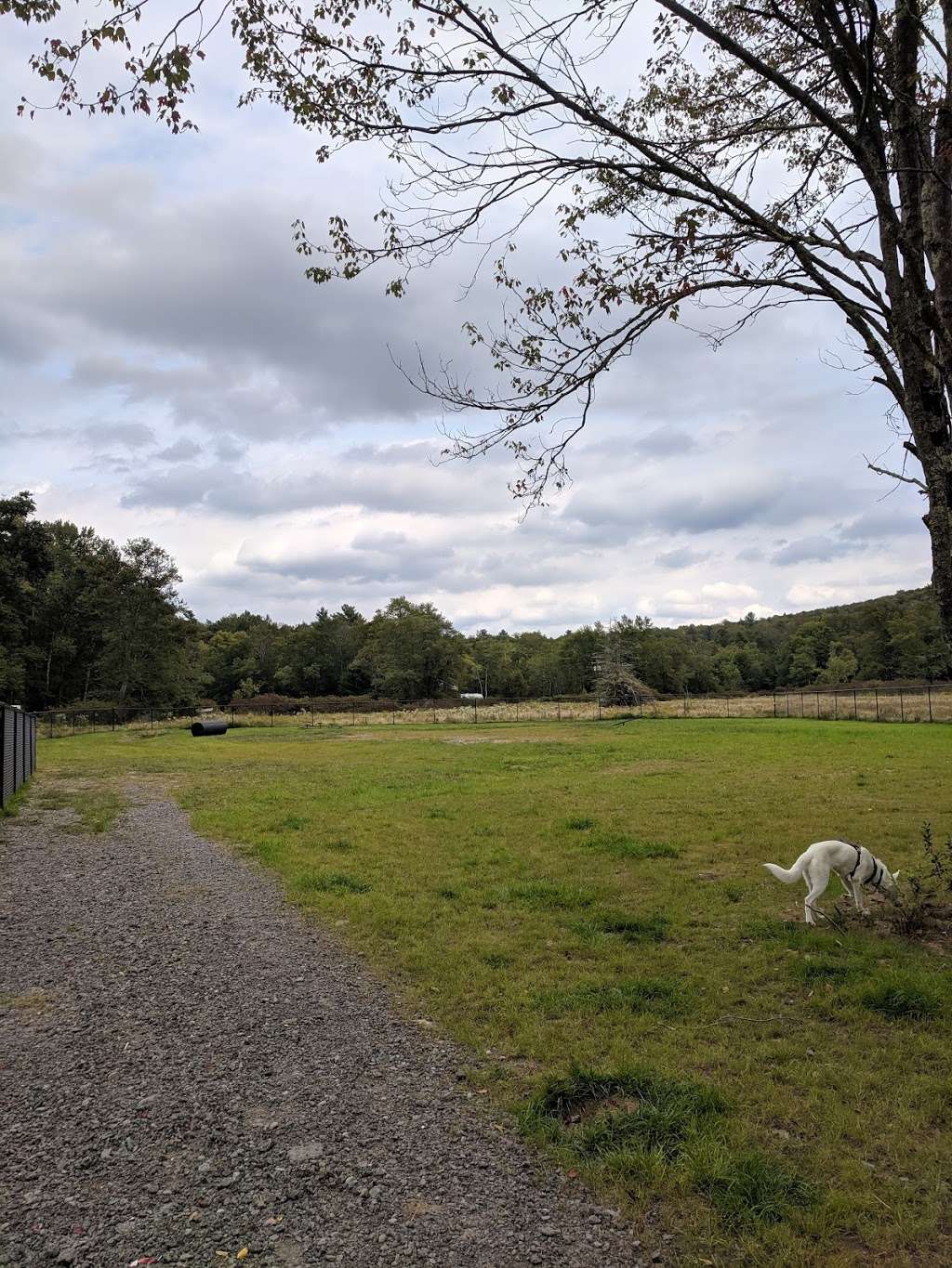 Town of Bethel Dog Park | 50 Golf Park Rd, Smallwood, NY 12778, USA