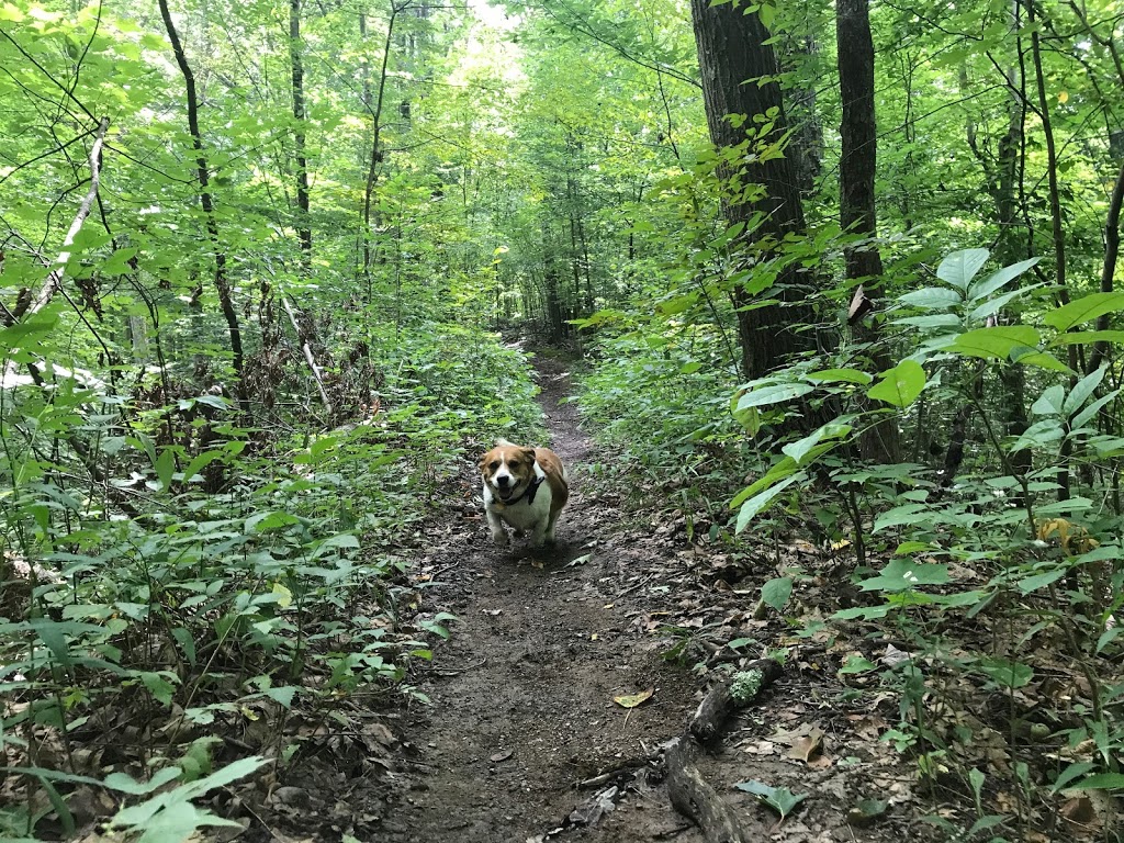 Boyer Nature Preserve | 452 E Park St, Westerville, OH 43081, USA | Phone: (614) 901-6500