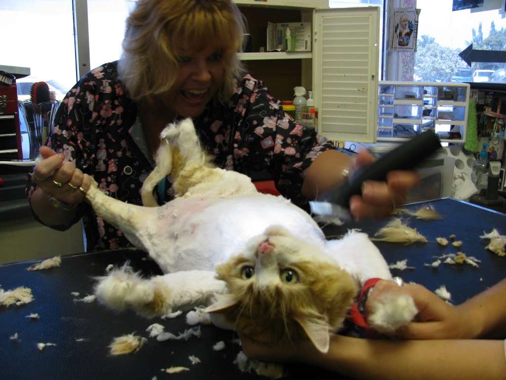 Pets Playground Grooming School | 1294 N Federal Hwy, Pompano Beach, FL 33062, USA | Phone: (954) 782-4994