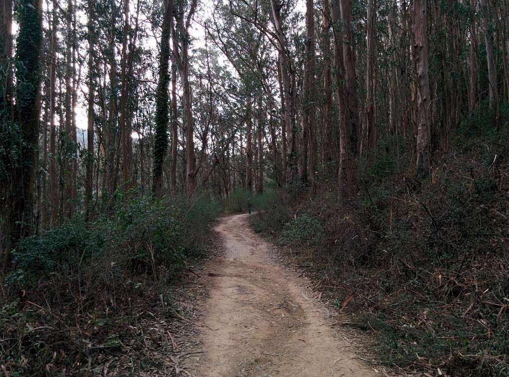 Two Pines | San Francisco Peninsula, California, Half Moon Bay, CA 94019, USA