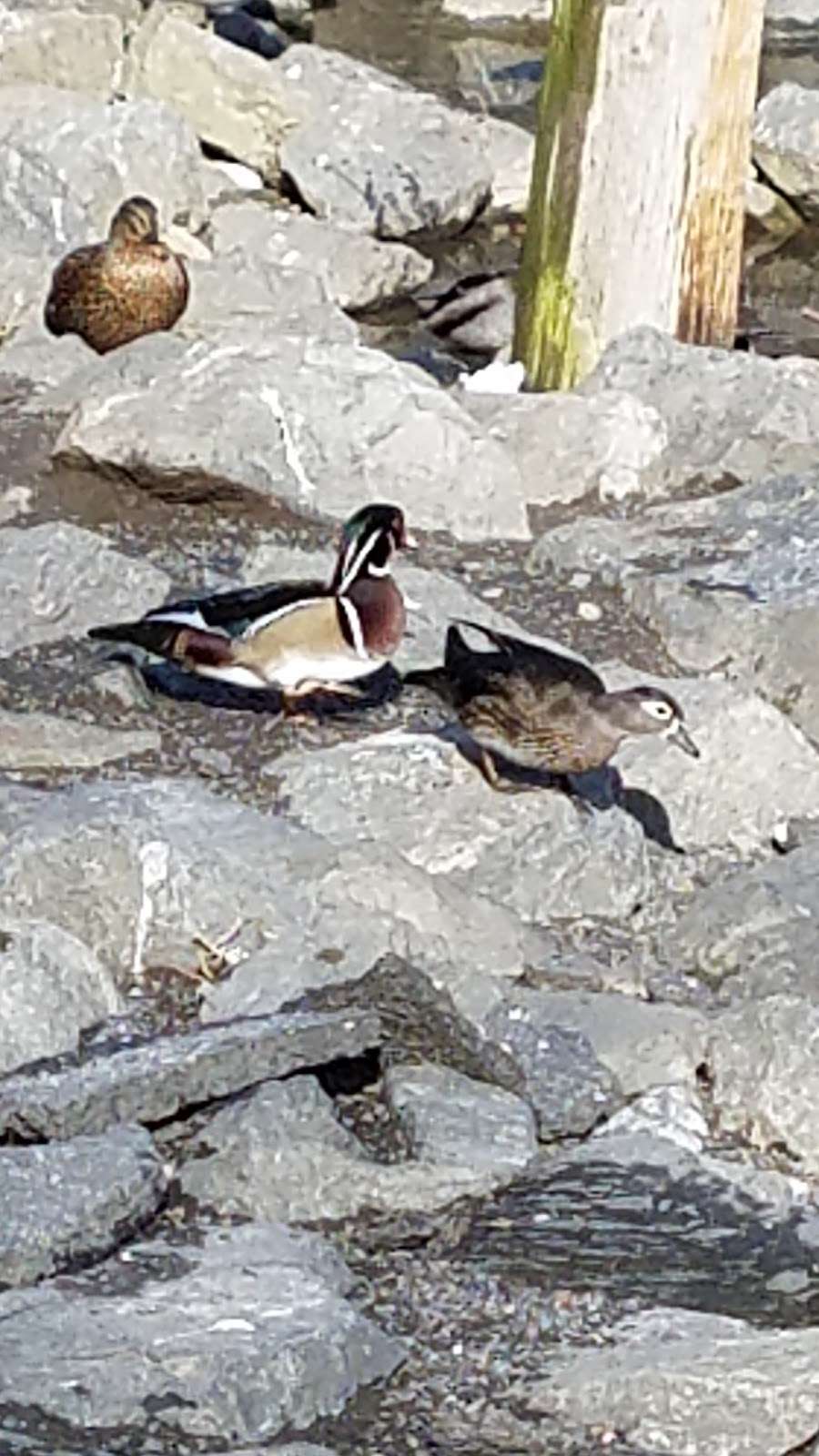 Waterfowl Observation | 1086-1148 Tatamy Rd, Easton, PA 18045, USA