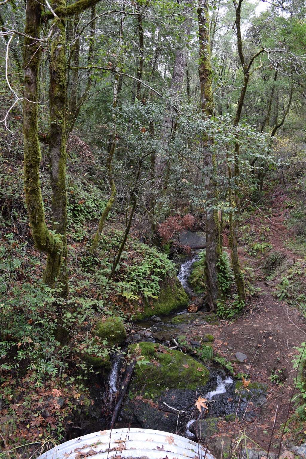 Leo T Cronin Fish Viewing Area | Sir Francis Drake Blvd, Lagunitas, CA 94968, United States