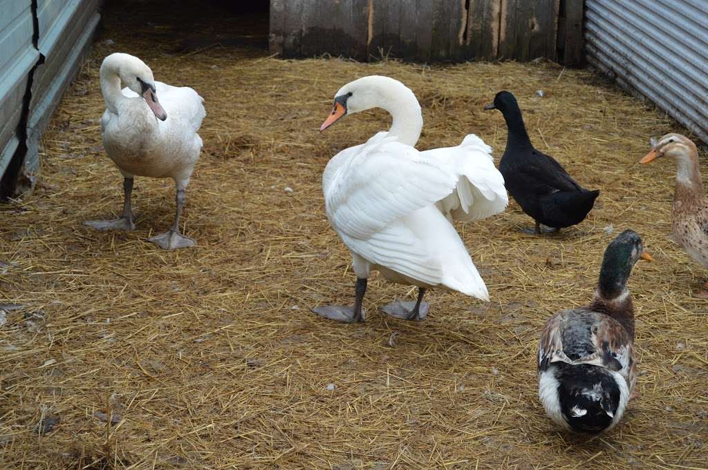 Groen Swans and Waterfowl | 12705 White Oak Ave, Cedar Lake, IN 46303, USA | Phone: (219) 677-7803