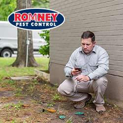 Romney Pest Control | 17170 Jordan Rd Suite 302, Selma, TX 78154, USA | Phone: (210) 446-5267