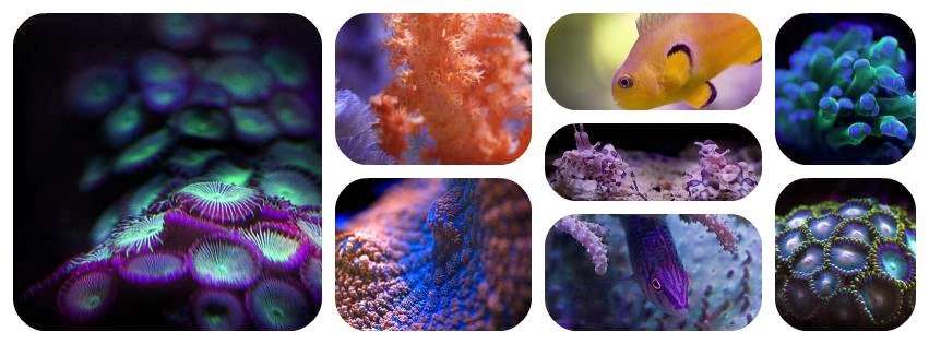 Exotic Reefs | 2706 Snowbell Pl, New Smyrna Beach, FL 32168, USA | Phone: (954) 445-0553