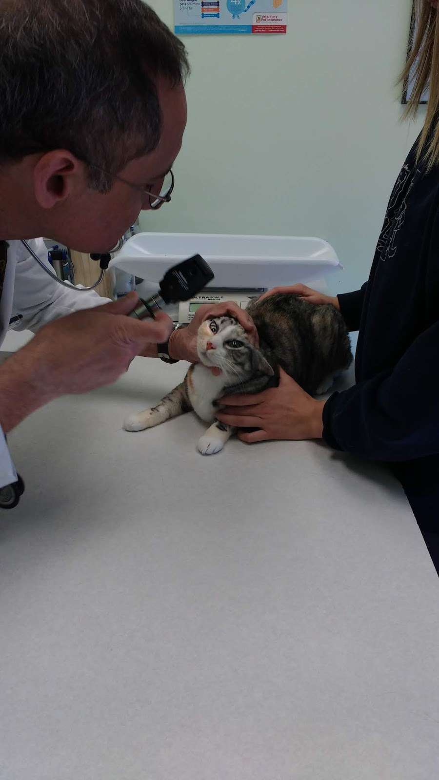 Signal Hill Animal Clinic Inc | 9554 Liberia Ave, Manassas, VA 20110 | Phone: (703) 330-6767