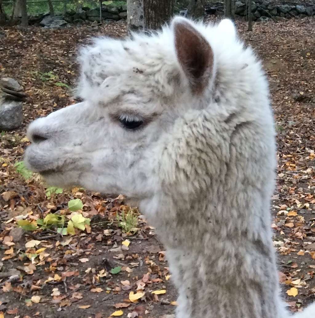 Nashaway Trail Alpacas | 201 Maple St, Stow, MA 01775, USA