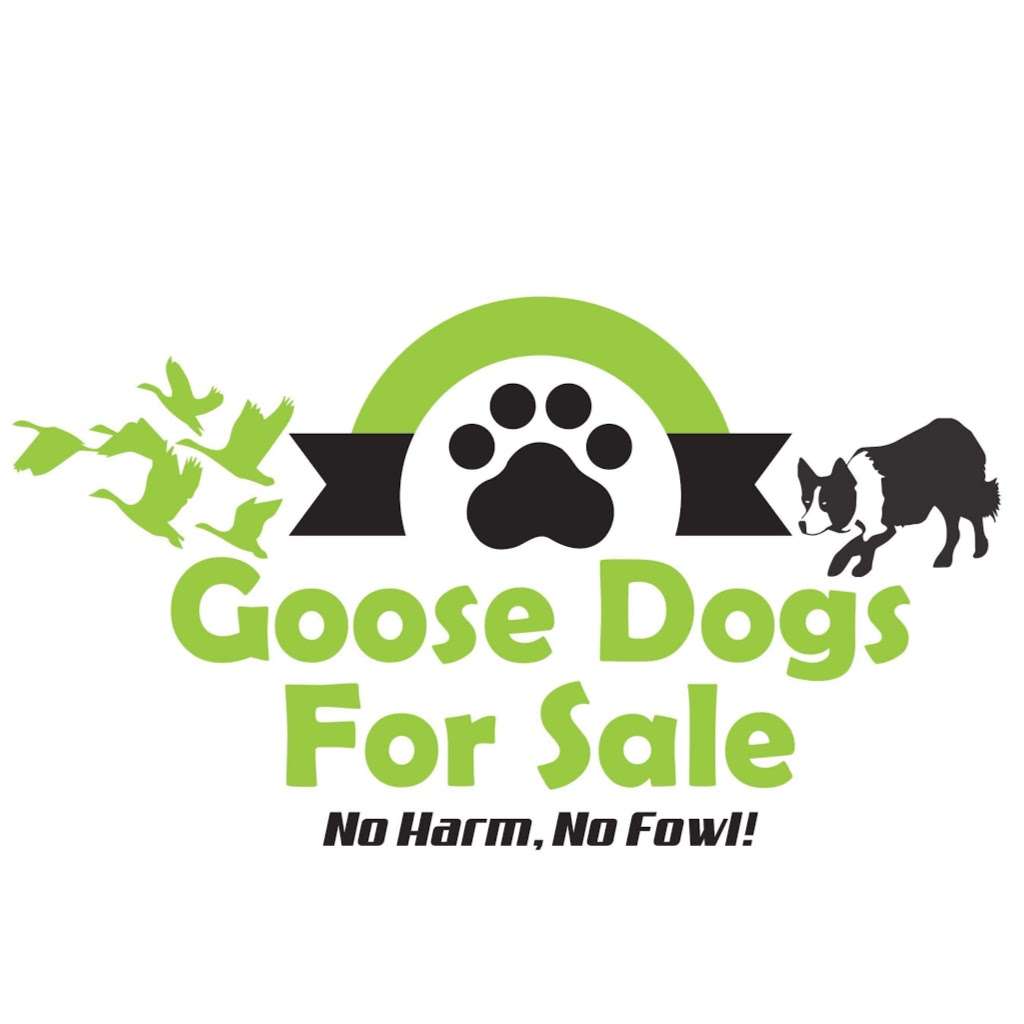 Goose Dogs for Sale | 412 Russell Rd, Berryville, VA 22611, USA | Phone: (703) 772-0379