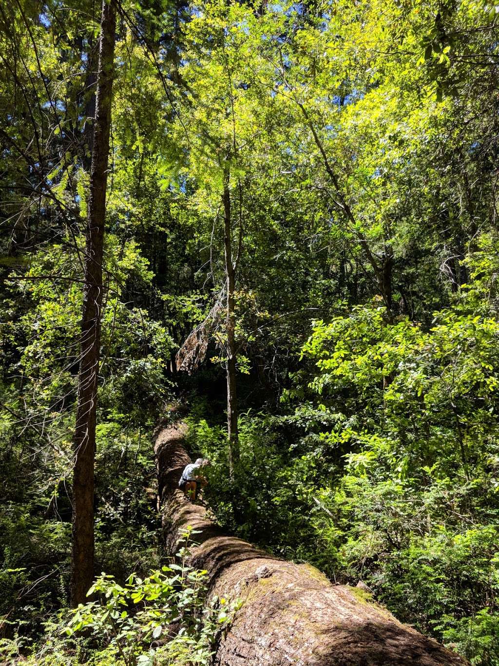 Sempervirens Falls | Sempervirens Falls Trail, Boulder Creek, CA 95006