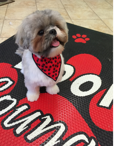 Pamper Your Pet Dog Grooming | 133 Bloomfield Ave, Verona, NJ 07044, USA | Phone: (973) 857-2799