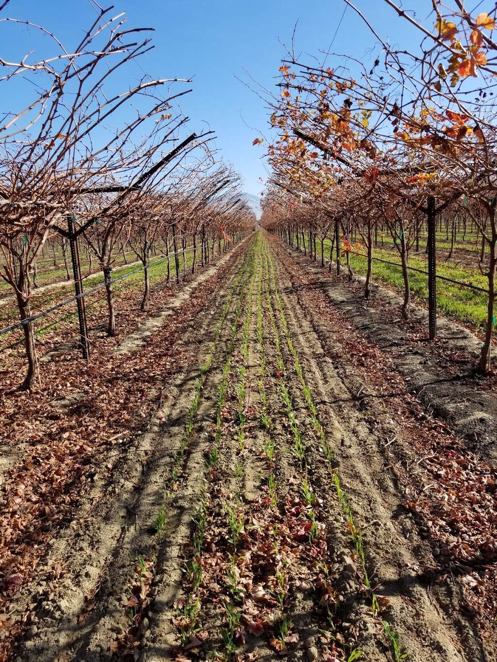 Almond Field | 900-998 S Wheeler Ridge Rd, Bakersfield, CA 93307, USA