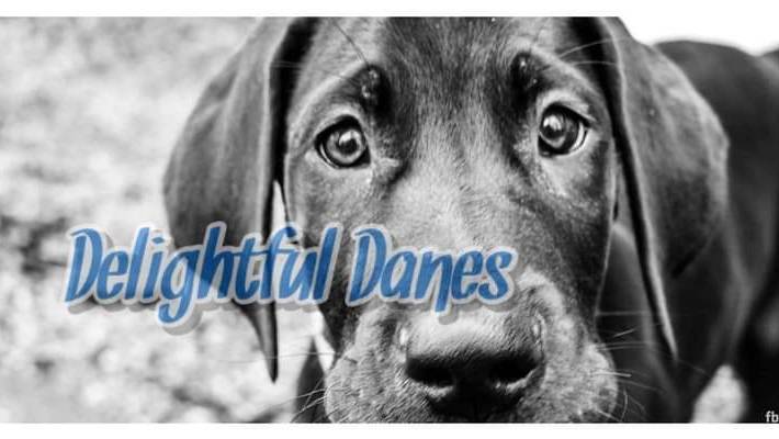 Delightful Danes | 8730 W County Line Rd, Camby, IN 46113, USA | Phone: (317) 407-9557