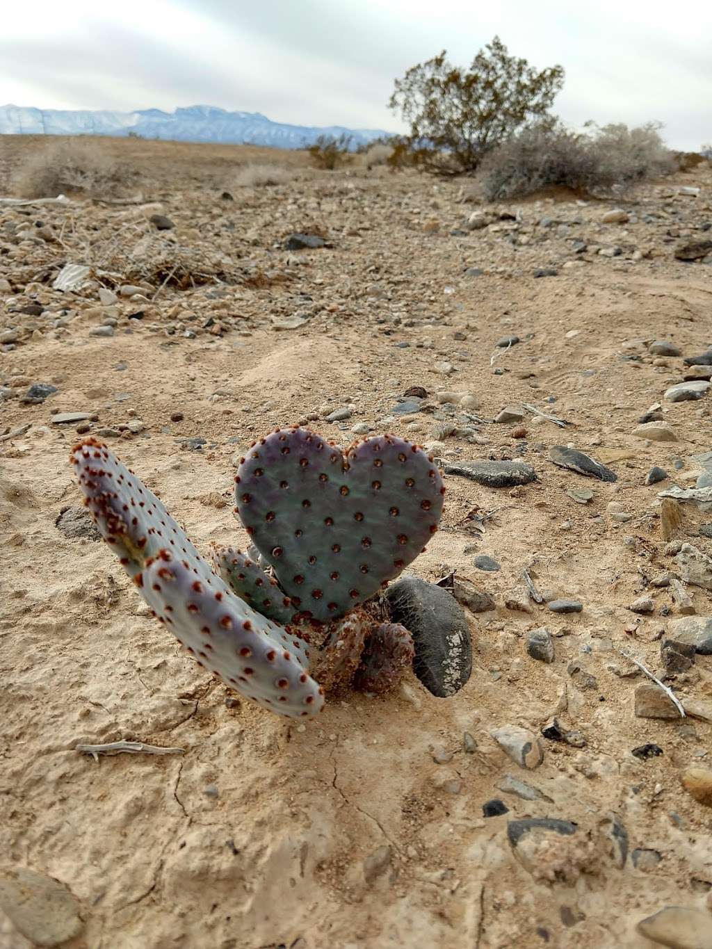 Tule Springs Fossil Preserve State Park, Local | Durango Dr, Las Vegas, NV 89124, USA | Phone: (702) 293-8853