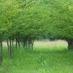 Treetops Nursery (The Arbors) | 1150 Amity Hill Rd, Cleveland, NC 27013 | Phone: (704) 363-0440