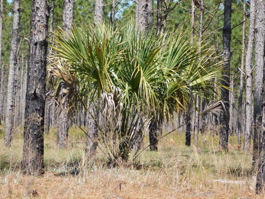 Chernobyl Memorial Forest | Ocklawaha, FL 32179, USA