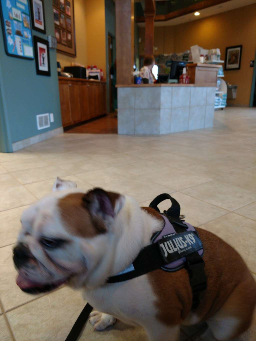 Huntley Veterinary Hospital | 10289 Vine St, Huntley, IL 60142 | Phone: (847) 669-5888