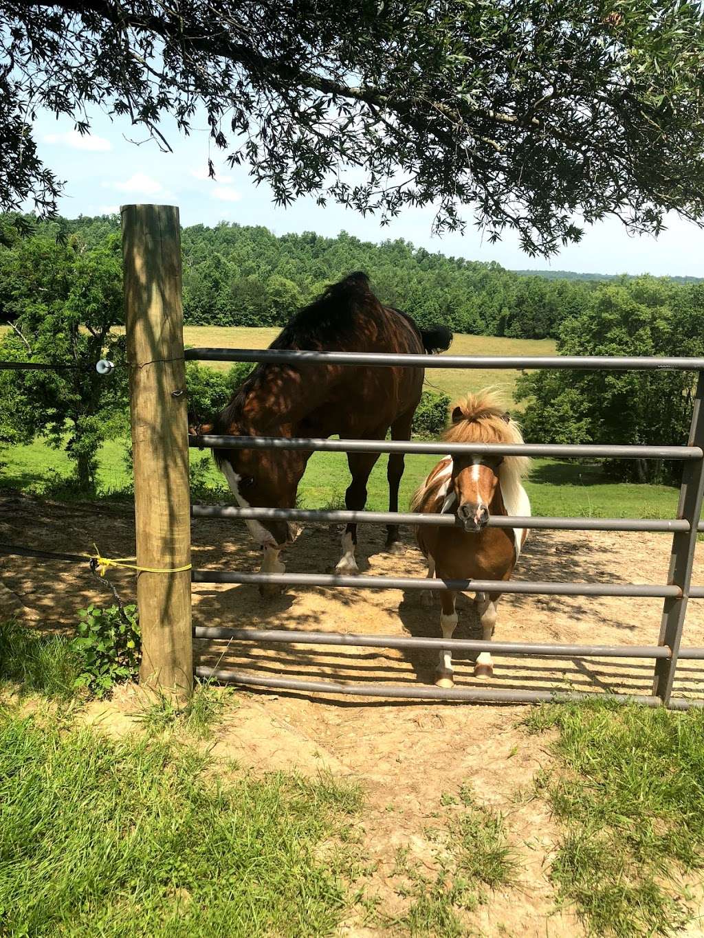 Woodpecker Farm Equestrian | 11321 Paige Rd, Woodford, VA 22580, USA | Phone: (540) 623-5581