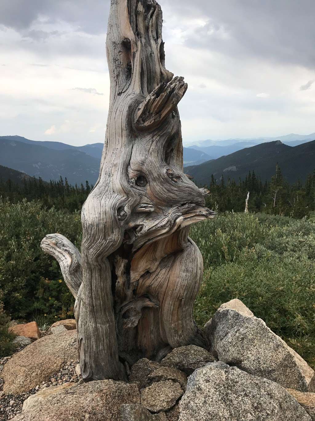 Mount Goliath Natural Area | Mt Evans Rd, Evergreen, CO 80439, USA