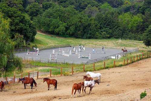 Westwind Community Barn | 27210 Altamont Rd, Los Altos Hills, CA 94022, USA | Phone: (650) 941-6113