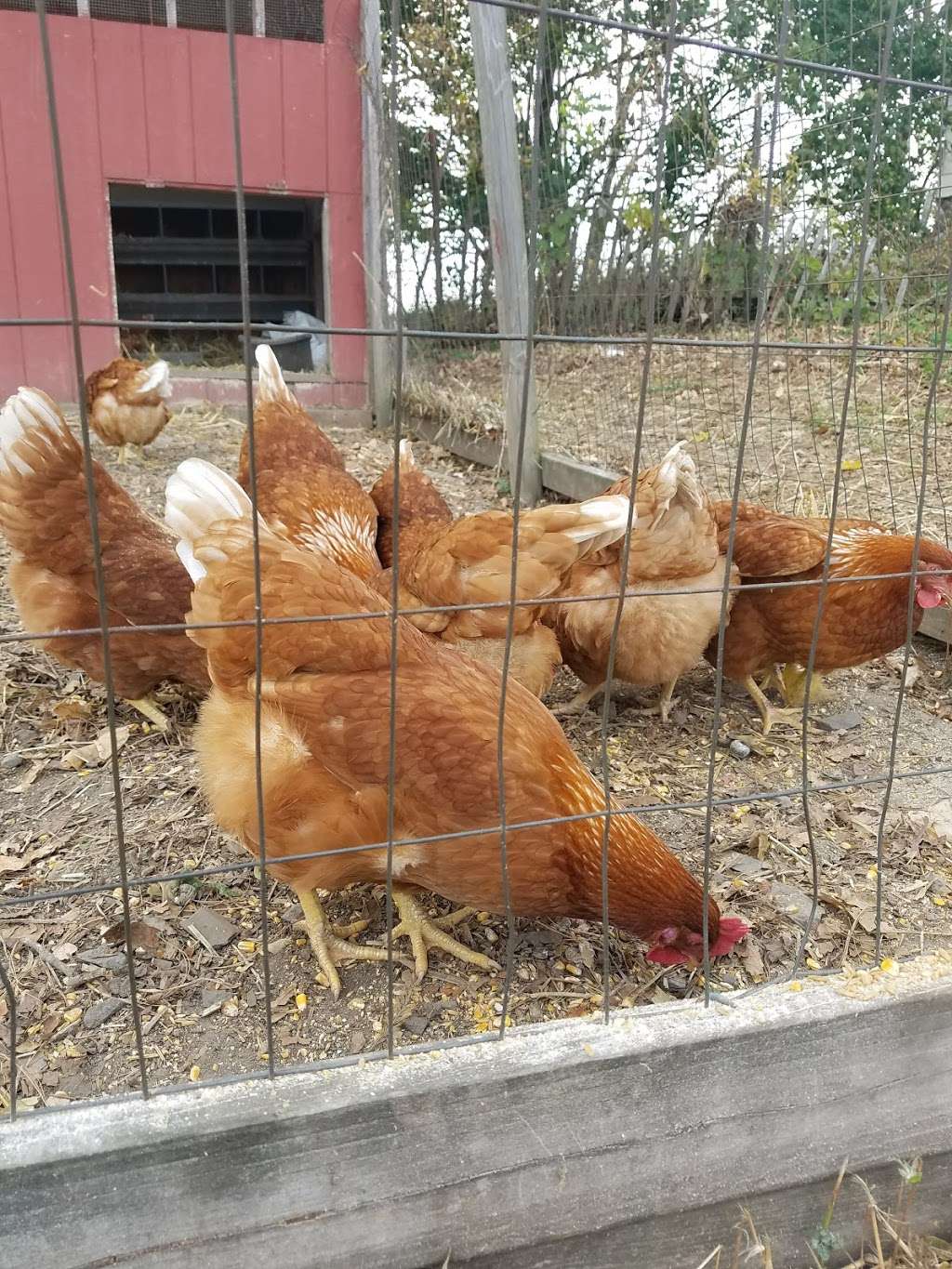 Lentinis Produce | Fredon Township, NJ 07860, USA