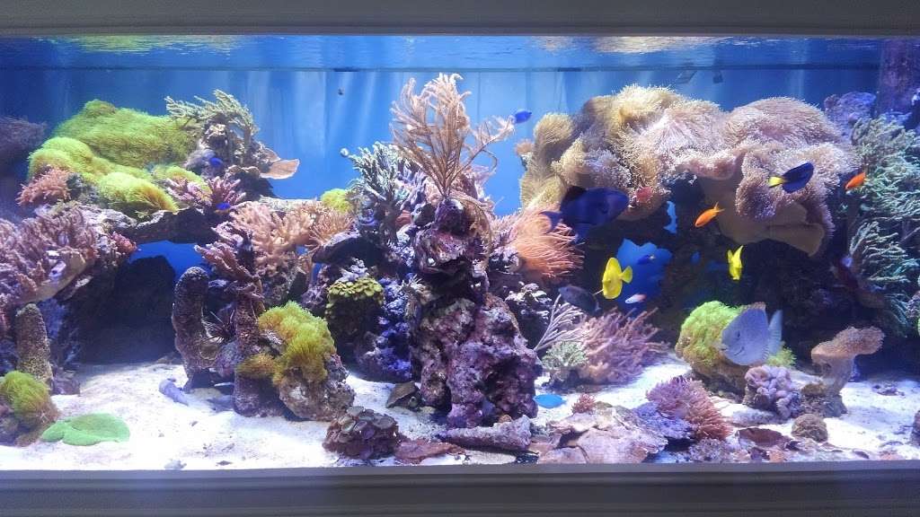 Clean My Aquarium | 60 Bellevale St, Monroe, CT 06468, USA | Phone: (203) 726-4936