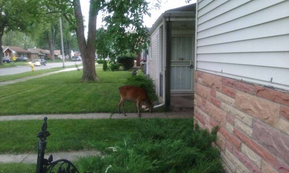 Cedar Park Cemetery | 12540 S Halsted St, Calumet Park, IL 60827, USA | Phone: (773) 785-8840