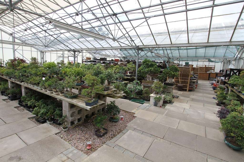 Herons Bonsai | Wire Mill Ln, Felbridge, Lingfield RH7 6HJ, UK | Phone: 01342 832657