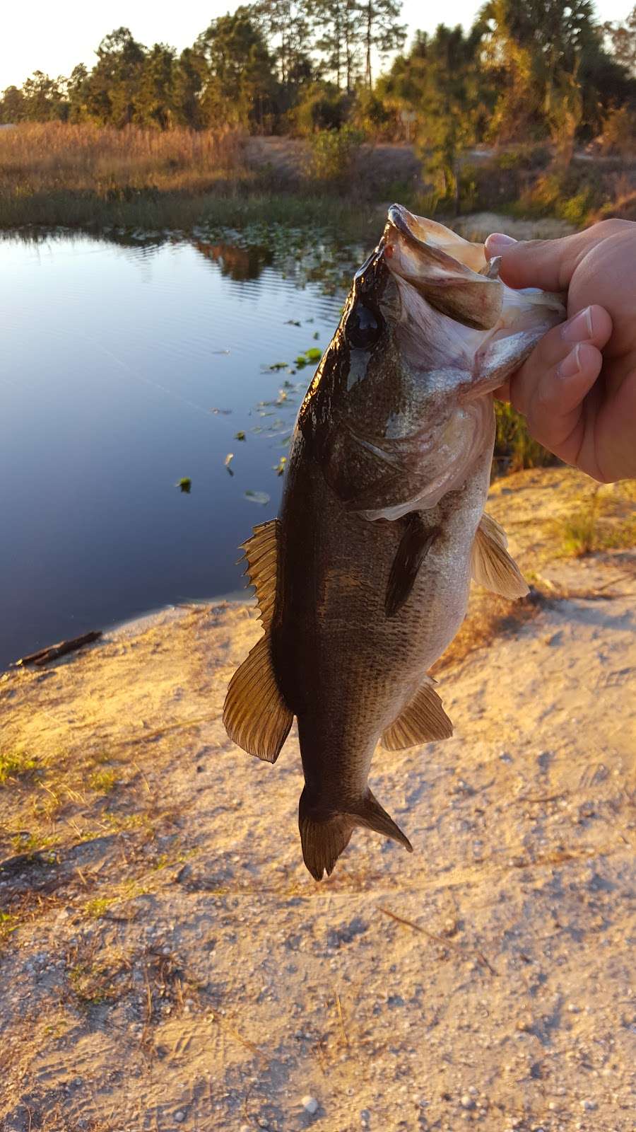 Pine Glades Natural Area | 14122 W Indiantown Rd, Jupiter, FL 33478, USA | Phone: (561) 233-2400