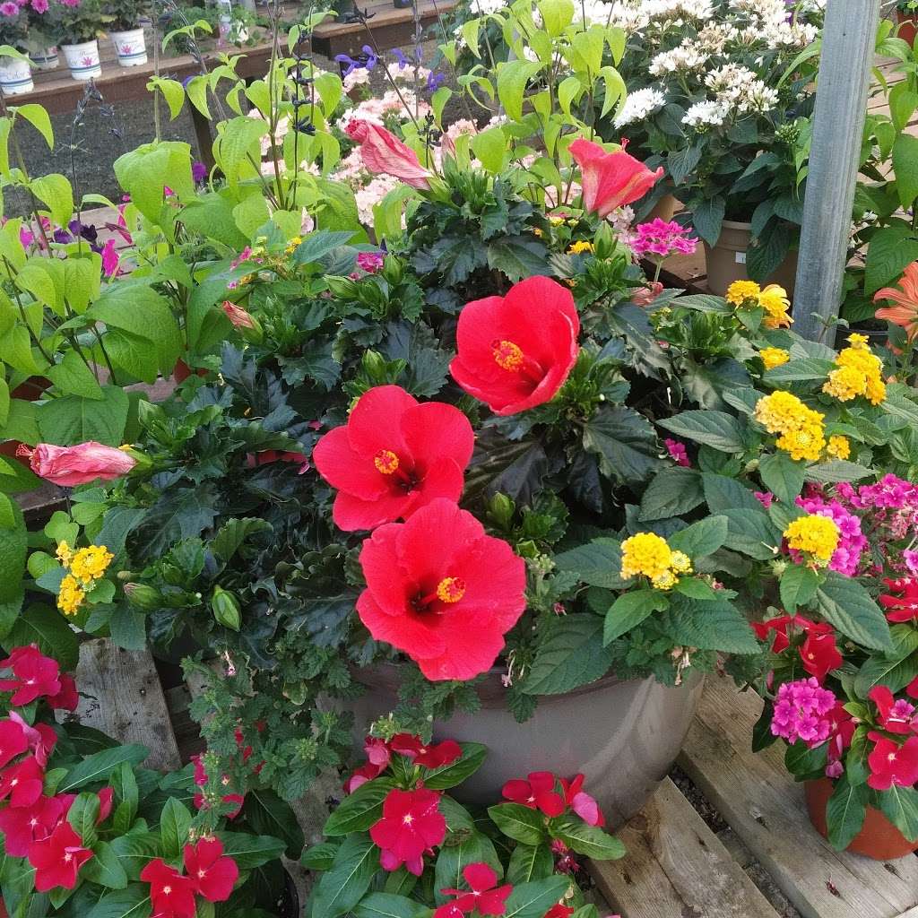 Molzon Landscape Nursery | 140 Middletown-Lincroft Rd, Lincroft, NJ 07738, USA | Phone: (732) 741-9098