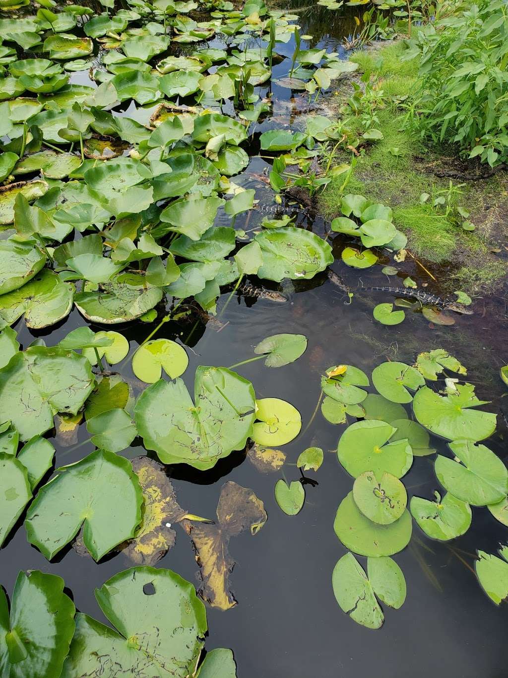 Airboat Rides Unlimited | 19400 SE Hwy 42, Umatilla, FL 32784, USA | Phone: (352) 636-4060