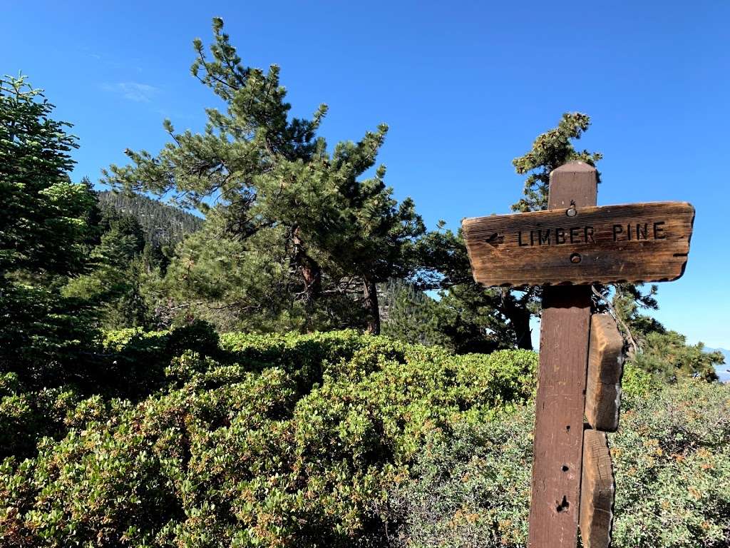 San Bernardino Peak Trail 1W07 | San Bernardino Peak Divide Trail, Angelus Oaks, CA 92305, USA | Phone: (909) 382-2882