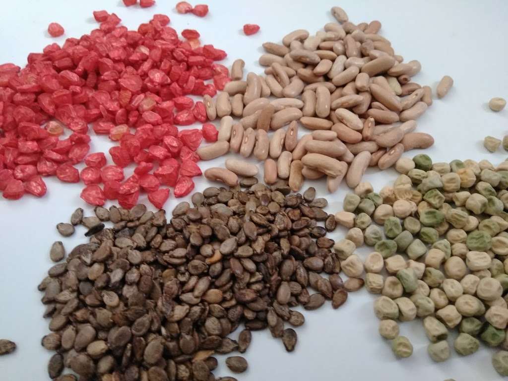 My Country Seeds | 2502 Main St, Lexington, MO 64067, USA | Phone: (660) 868-3324