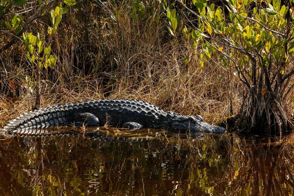 Allan Cruickshank Trail | Florida, USA