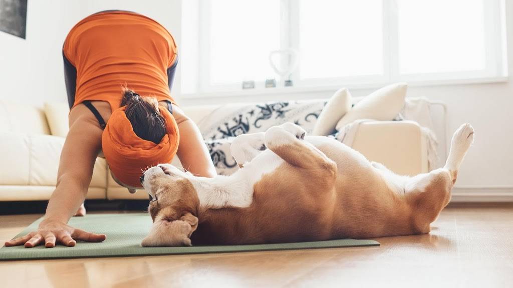 Banfield Pet Hospital | 3340 West, FM 544 #800, Wylie, TX 75098, USA | Phone: (972) 429-5468 Banfield Pet Hospital | 3340 West, FM 544 #800, Wylie, TX 75098, USA | Phone: (972) 429-5468