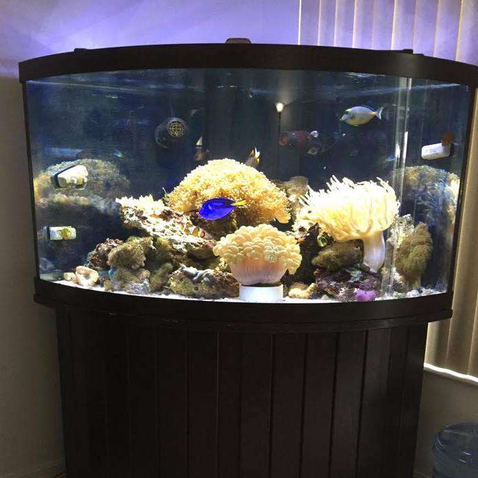 Aqua Mart Aquariums | 1620 S Washington Ave, Titusville, FL 32780, USA | Phone: (321) 268-2772