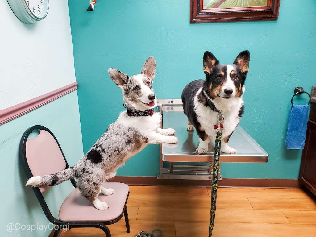 Petsvet Animal Hospital | 15808 N Old El Mirage Rd, Surprise, AZ 85378, USA | Phone: (623) 910-3242