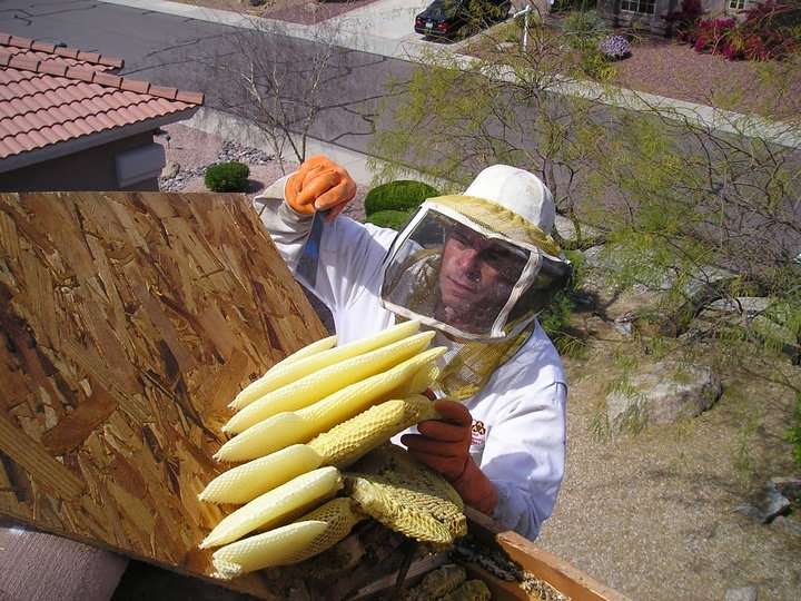 Arizona Bee Control | 17622 N 71st Dr, Glendale, AZ 85308, USA | Phone: (623) 252-4414