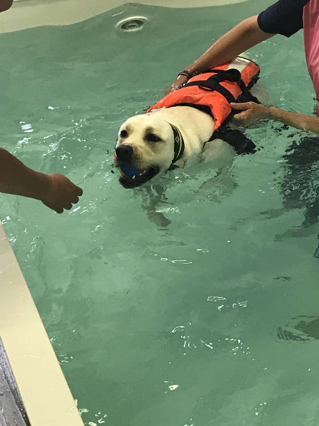 Genesis Canine Hydrotherapy Clinic | Unit F, Cavendish House, Plumpton Rd, Hoddesdon EN11 0LB, UK | Phone: 07983 571499