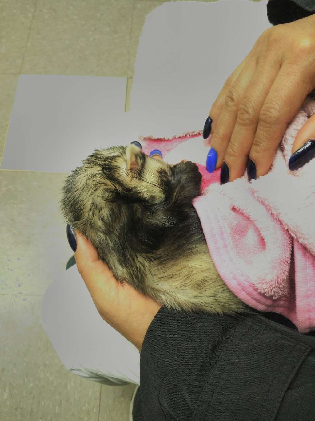 Paws and Feathers Veterinary Clinic Inc | 3674 N Elston Ave, Chicago, IL 60618, USA | Phone: (773) 866-1351