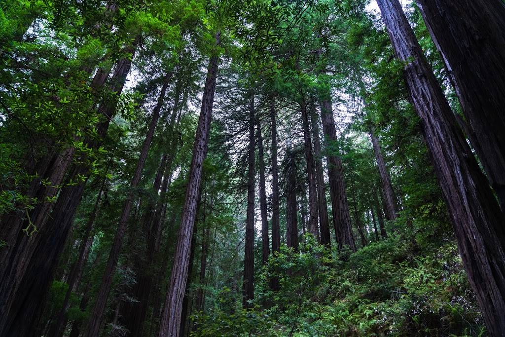 Muir Woods | 1 Muir Woods Rd, Mill Valley, CA 94941 | Phone: (415) 561-2850