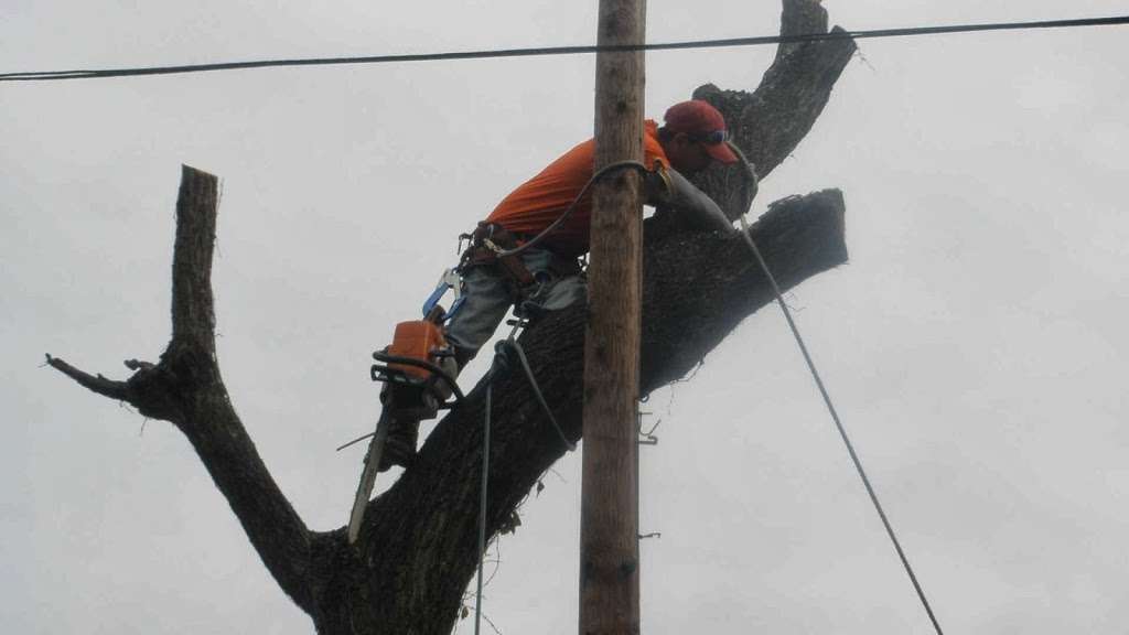 Tree Guys Tree Service & Landscaping | 196 Southwynd Dr, Milford, PA 18337, USA | Phone: (888) 873-3489
