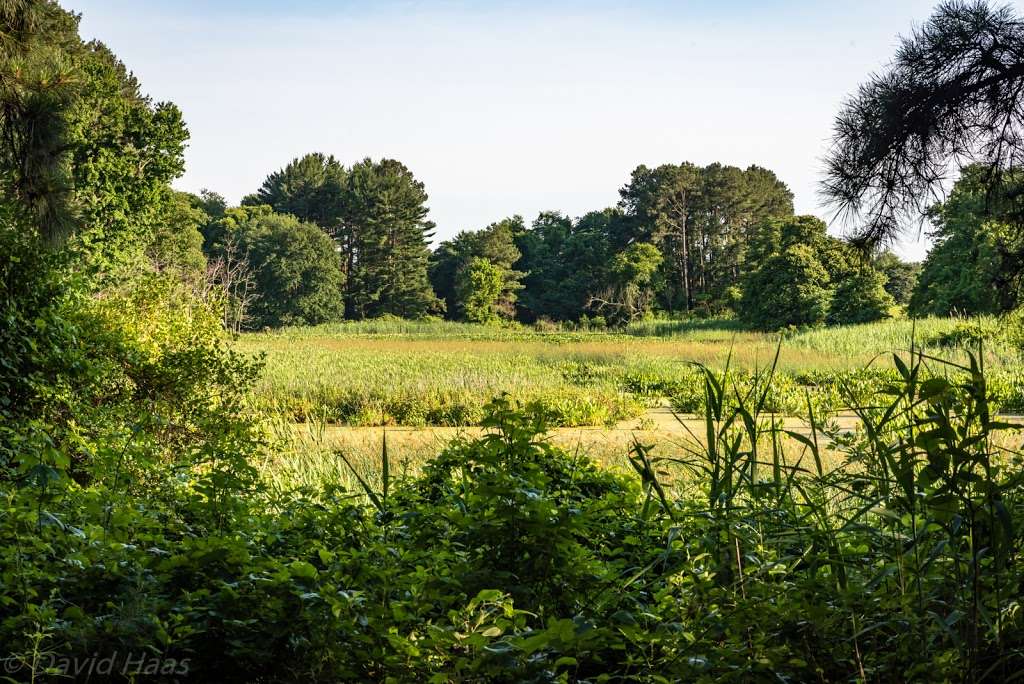 Ashton Tract - Augustine Wildlife Area | 507 Thorntown Rd, Middletown, DE 19709, USA